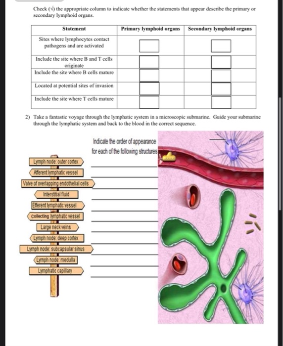 Solved Ch. 20-21 Lymphatic System and Immune Response Immune | Chegg.com