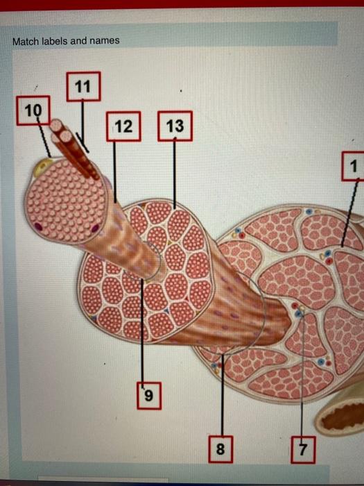 Solved Match Labels And Names 11 10 12 13 1 9 8 7 11 3 4 Chegg Com