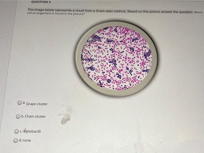 Solved The image below represents a result from a Gram stain | Chegg.com