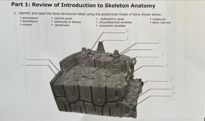 Solved Part 1: Review of Introduction to Skeleton Anatomy 1. | Chegg.com