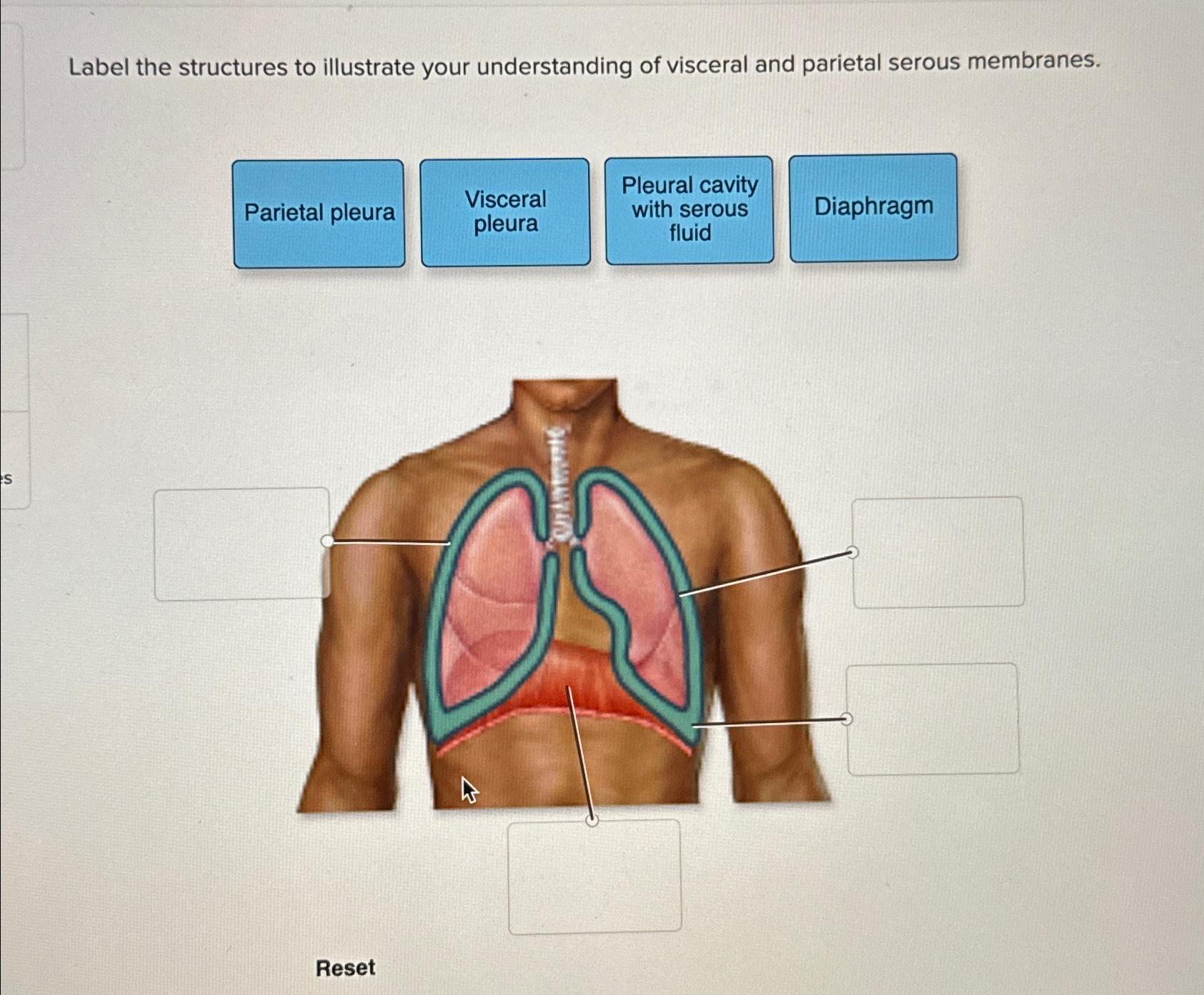 Solved Label the structures to illustrate your understanding