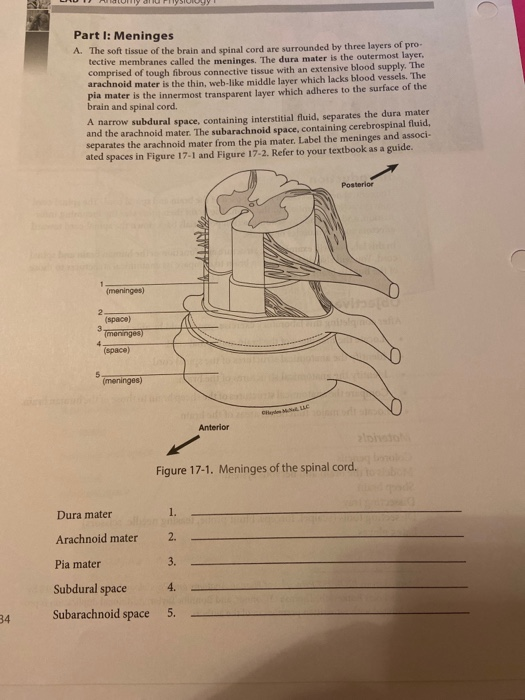 Solved ( Part I: Meninges A. The soft tissue of the brain | Chegg.com