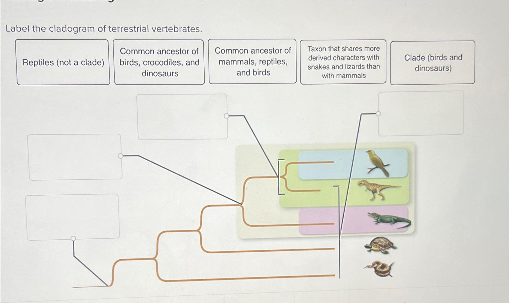 Solved Label the cladogram of terrestrial vertebrates.Common | Chegg.com