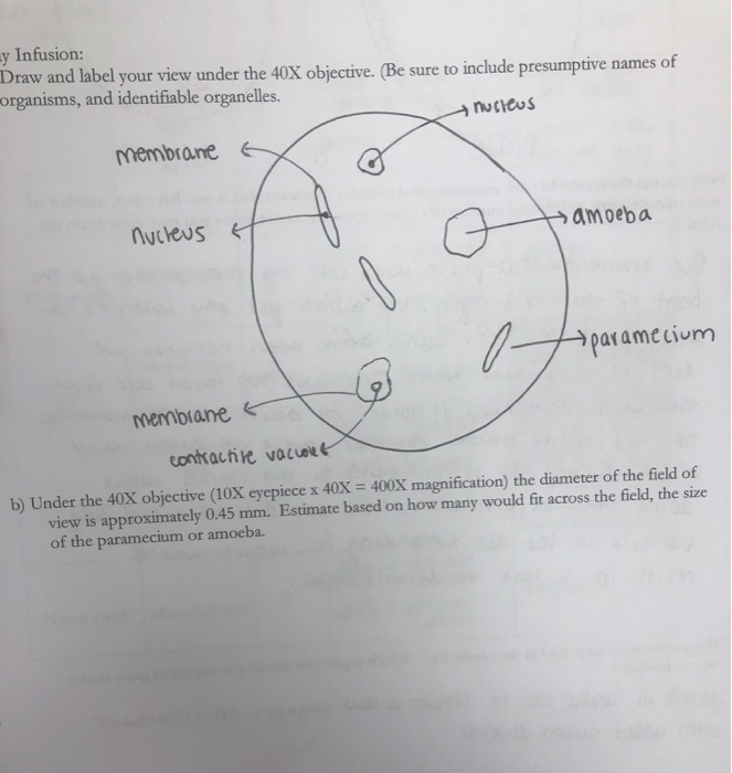 amoeba microscope 10x