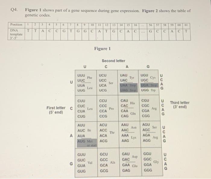 Solved Q4. Figure 1 shows part of a gene sequence during | Chegg.com