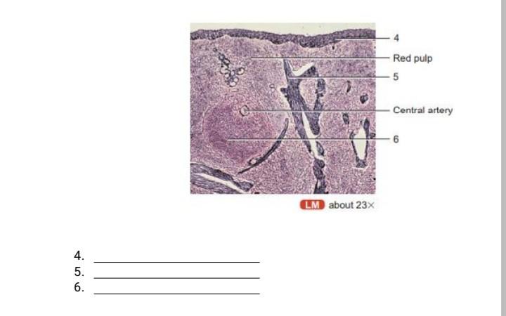 Solved Identify the parts of the Lymph node. 5 5 Germinal | Chegg.com