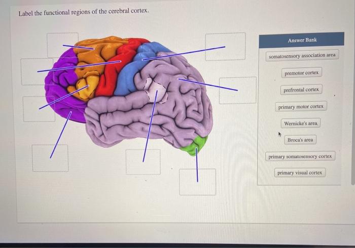 Solved Label the functional regions of the cerebral cortex. | Chegg.com