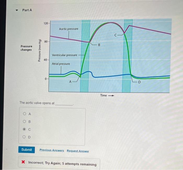 The aortic valve opens at
A
B
C
D
\( \boldsymbol{x} \) Incorrect; Try Again; 5 attempts remaining