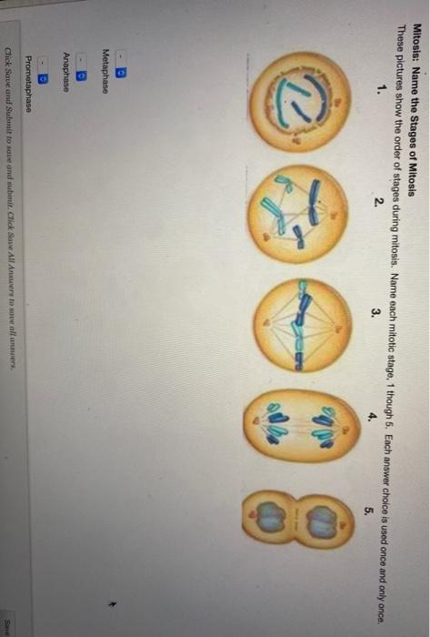 4 stages of mitosis