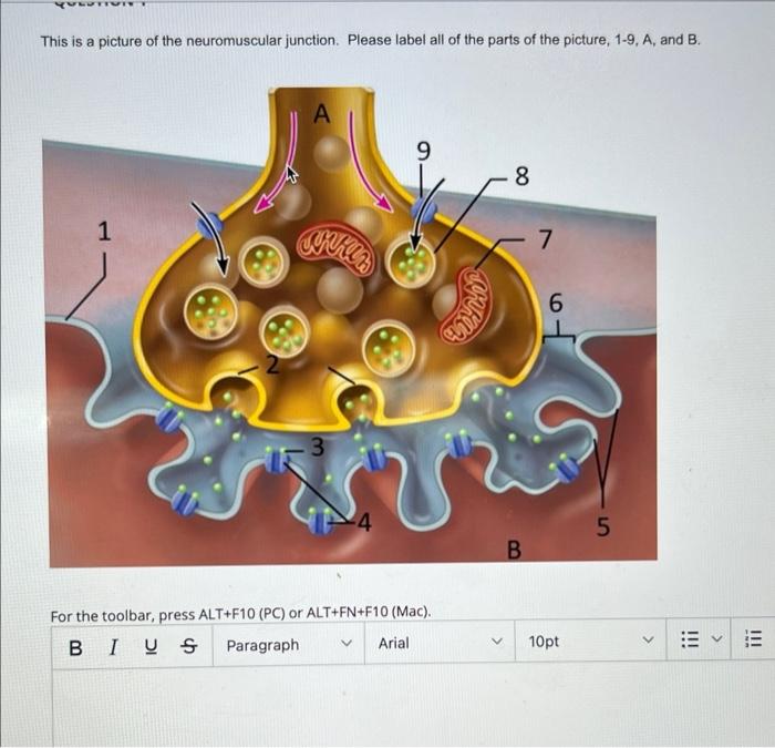 Solved This is a picture of the neuromuscular junction. | Chegg.com