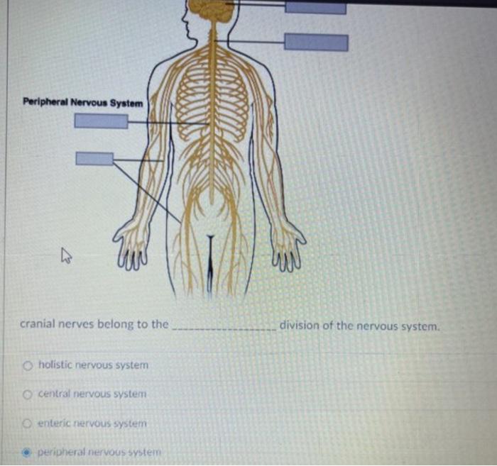 Solved Central Nervous System Peripheral Nervous System | Chegg.com