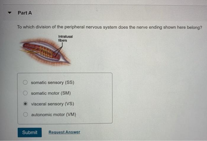 Solved Part A To which division of the peripheral nervous | Chegg.com