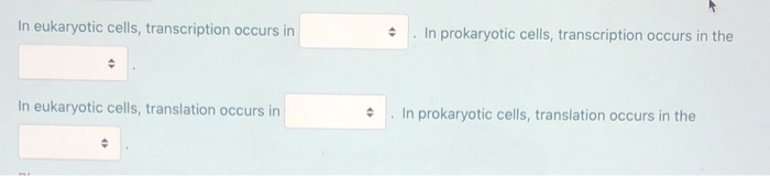 Solved In eukaryotic cells, transcription occurs in In | Chegg.com