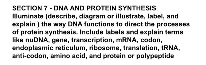 Solved SECTION 7 - DNA AND PROTEIN SYNTHESIS Illuminate | Chegg.com