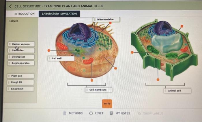 Solved <CELL STRUCTURE. EXAMINING PLANT AND ANIMAL CELLS 