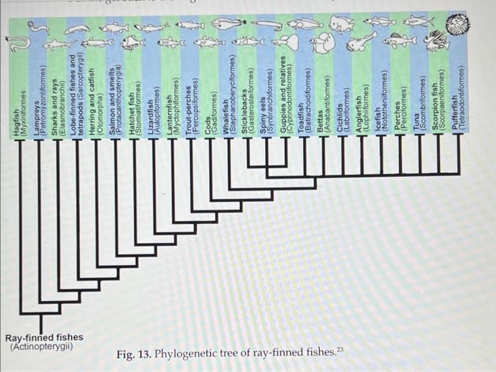 Solved - Study The Phylogenetic Tree Above (Fig. 13) And | Chegg.com