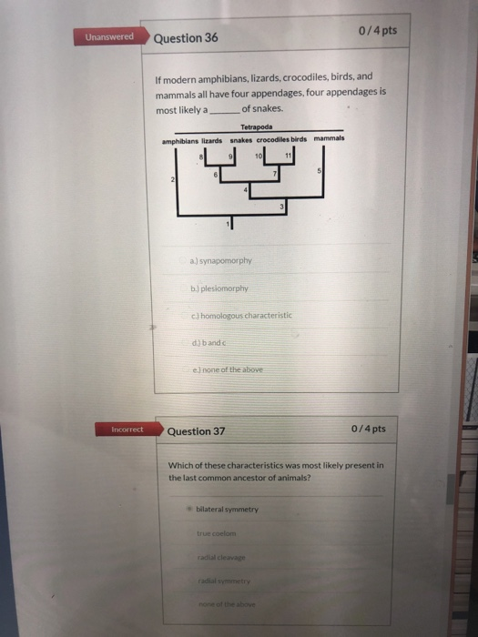 Solved 0/4 pts Unanswered Question 36 If modern amphibians, | Chegg.com