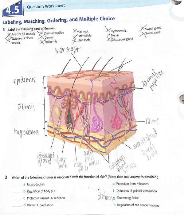 Solved 4.5 Label the following parts of the skin ***Which of | Chegg.com
