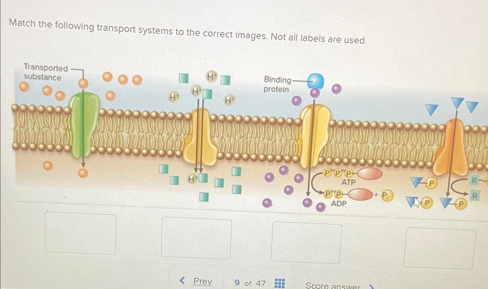 Solved Match the following transport systems to the correct | Chegg.com