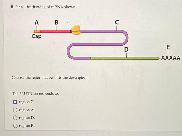 Solved Refer To The Drawing Of MRNA Shown. B с А 1 Cap E D | Chegg.com