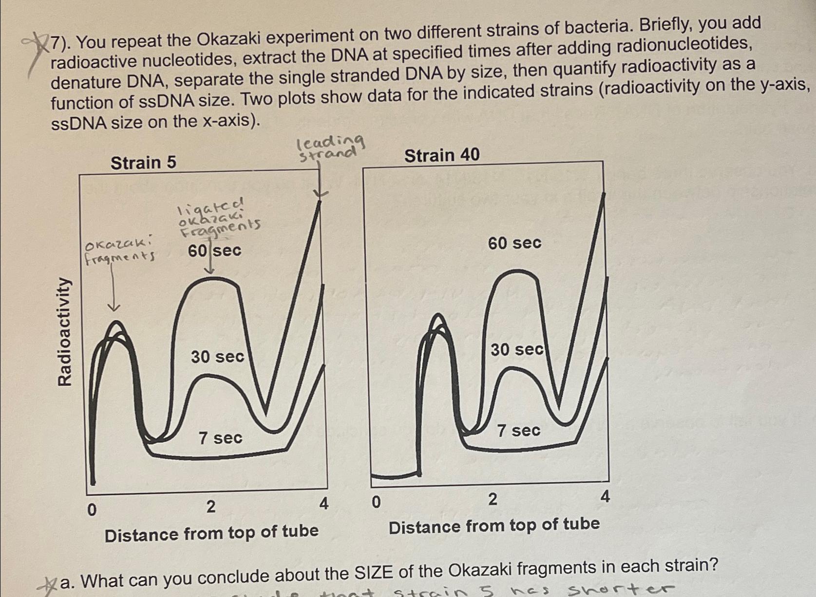 okazaki experiment explained