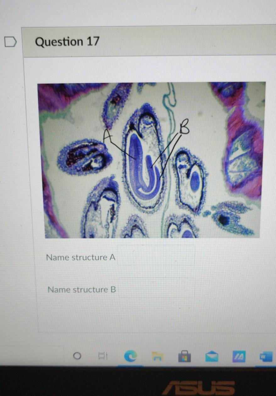 Solved Question 17 B Name structure A Name structure B Et er | Chegg.com