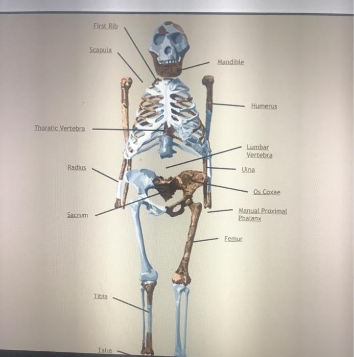 Human Femur Bone Anatomy - Femur High Resolution Stock Photography And