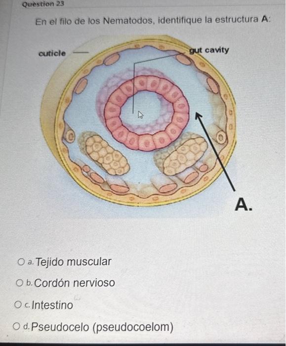 En el filo de los Nematodos, identifique la estructura A: a. Tejido muscular b. Cordón nervioso c. Intestino d.Pseudocelo (ps