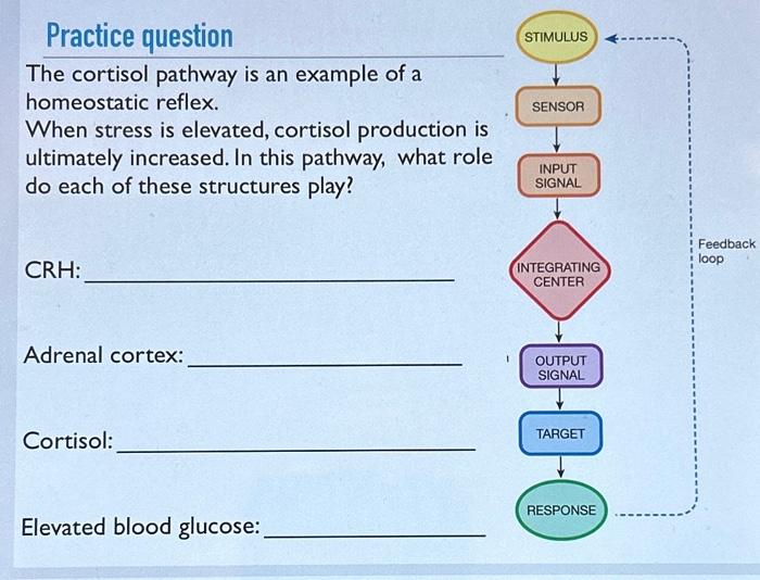 Solved The cortisol pathway is an example of a homeostatic | Chegg.com