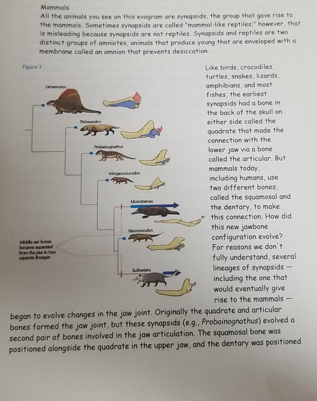 Mammals All the animals you see on this evogram are | Chegg.com