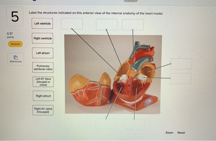 34 Label The Internal Anatomy Of The Heart - Labels Design Ideas 2020