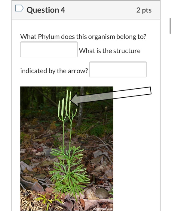 Solved D Question 1 1 pts Which phylum does this plant | Chegg.com