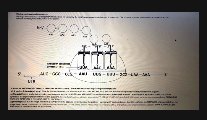 Solved bacterial cell is translating a strand of mRNA into | Chegg.com