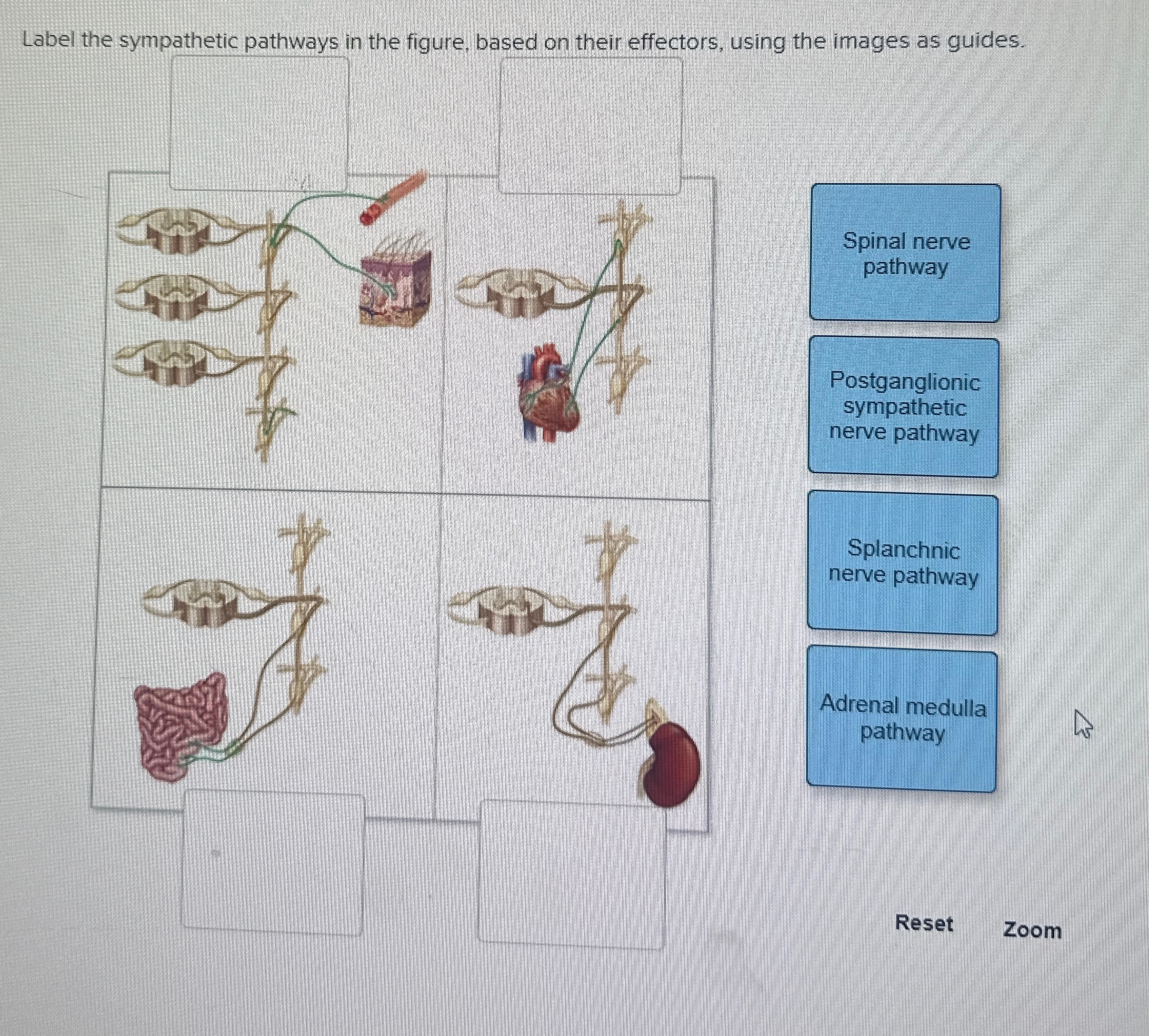 Solved Label the sympathetic pathways in the figure, based | Chegg.com