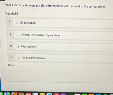 Solved From superficial to deep, put the different layers of | Chegg.com