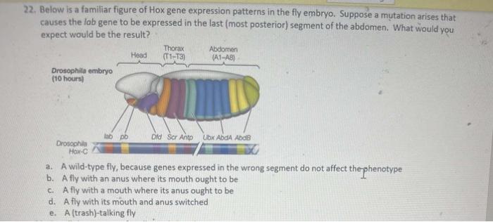 Solved 2. Below is a familiar figure of Hox gene expression | Chegg.com
