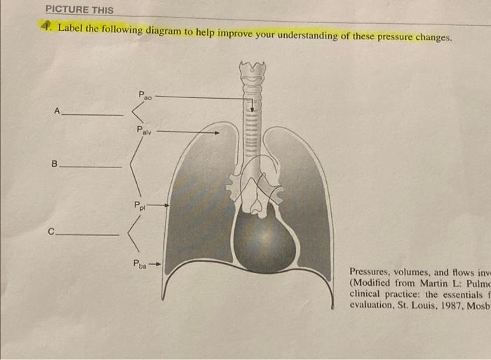 4. Label the following diagram to help improve your understanding of these pressure changes.
Pressures, volumes, and flows in