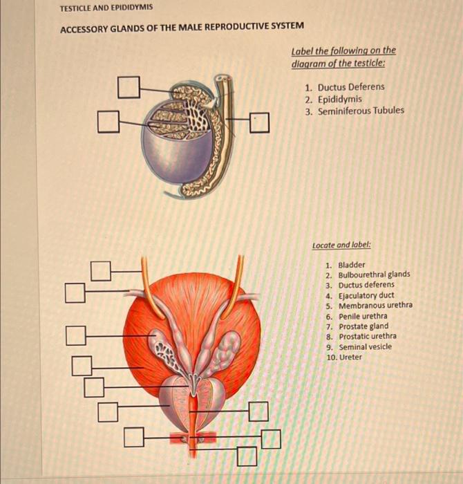 Solved TESTICLE AND EPIDIDYMIS ACCESSORY GLANDS OF THE MALE