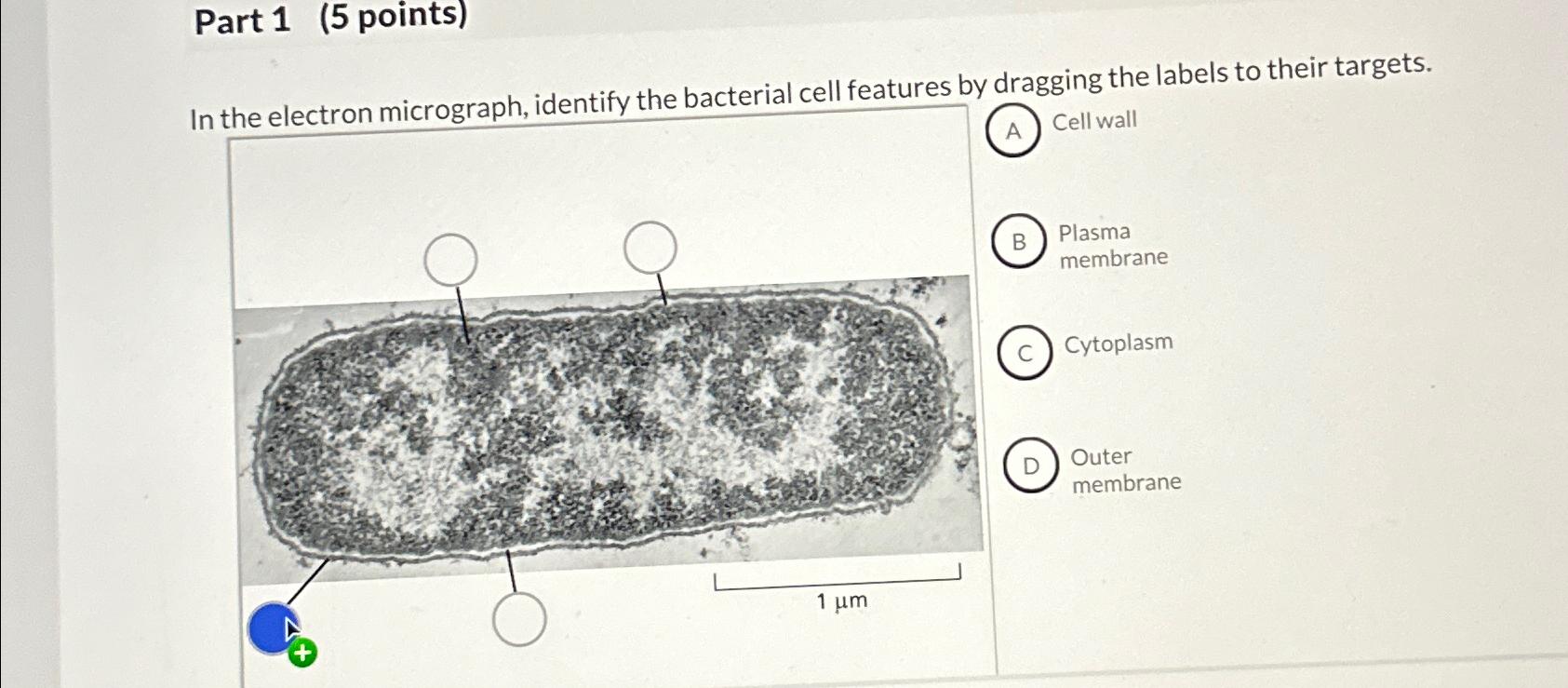 Solved Part 1 (5 ﻿points)In the electron micrograph, | Chegg.com