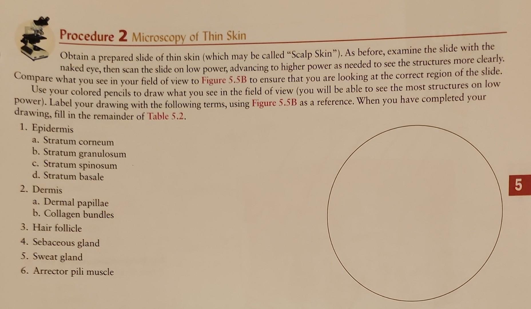 Solved Obtain a prepared slide of thin skin (which may be | Chegg.com