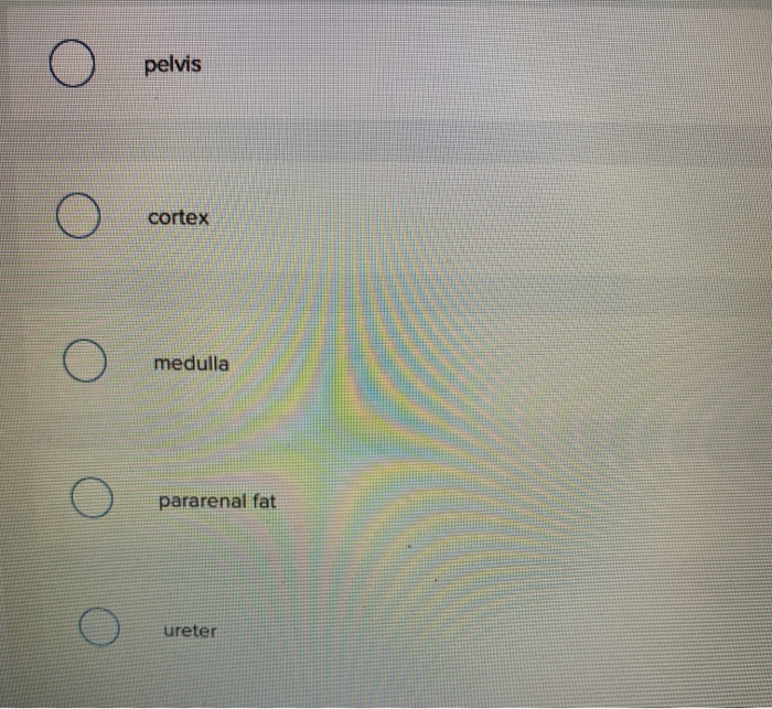 solved-which-structure-is-highlighted-pelvis-o-cortex-chegg