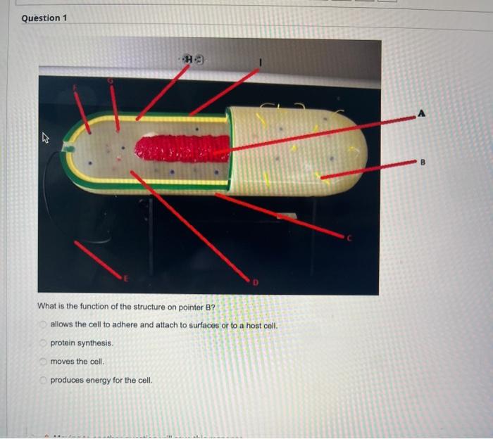Solved Question 15 What is the name of the structure on | Chegg.com