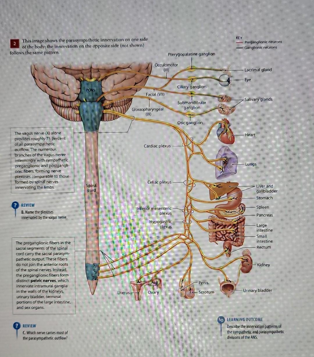 Solved 4. (1) Which has longer postganglionic fibers to the | Chegg.com