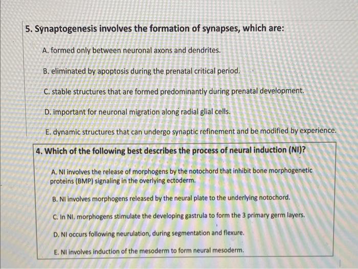 Solved 5. Synaptogenesis involves the formation of synapses, | Chegg.com