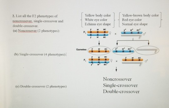 Solved 2 List All The F2 Phenotypes Of Noncessays Chegg Com