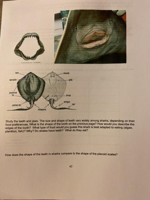 Solved Name: LAB 8: Fishes Introduction Fishes are defined | Chegg.com