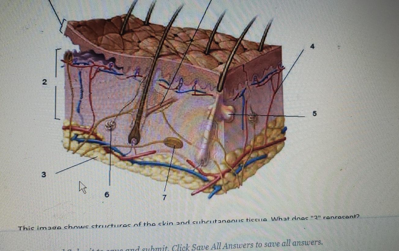 Solved 2 5 3 ho 6 7 This image chauic structures of the clin | Chegg.com