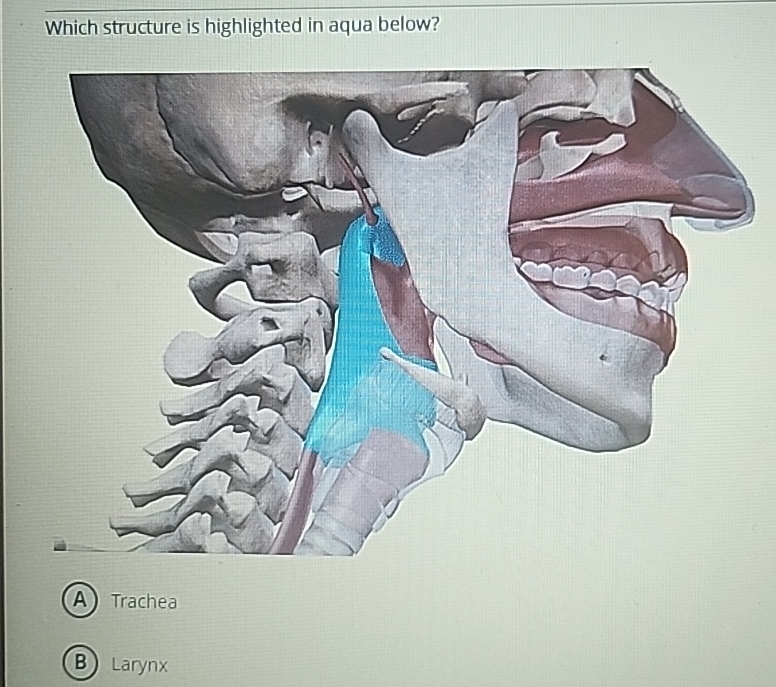 Solved Which structure is highlighted in aqua | Chegg.com