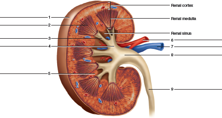 labeled kidneys