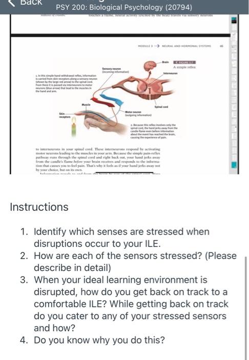 Solved PSY 200: Biological Psychology (20794) yhdon Muscle | Chegg.com